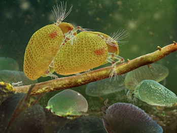 mating pair of ancient crustaceans